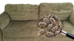 Seu sofá pode ser 75 vezes mais sujo que o vaso sanitário, revela estudo