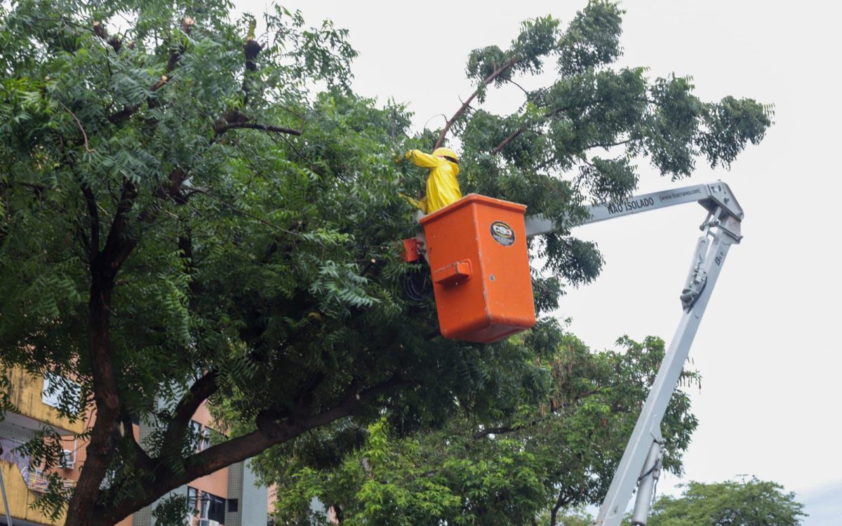 Trecho da Avenida Rodrigues Alves será interditado para execução de serviços de poda